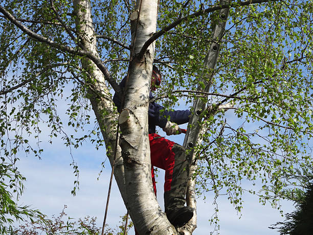 Houston, MO Tree Services Company